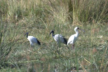 Beyaz leylek (ciconia cicciconia) ).