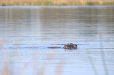 Büyük kordon, aynı zamanda büyük karabatak olarak da bilinir. Büyük Corphalant Carvicore 'un köşe ailesidir.