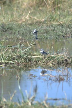 Bir kuş ağaç dalında oturuyor.