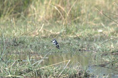 Ormandaki sevimli bir kuşun yakın plan fotoğrafı.
