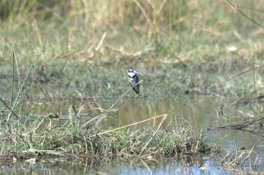 Gölette güzel bir kuş