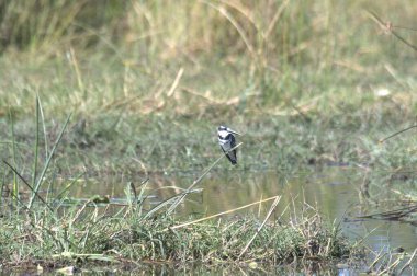 Bir su birikintisi üzerinde kuş