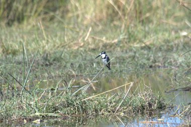 siyah - başlıklı Kingfisher (arcedo alcedo )