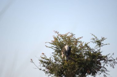 Ormandaki güzel bir ağaç manzarası.
