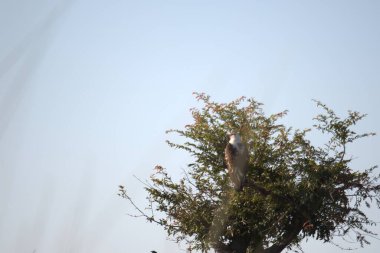 Gökyüzündeki kuş