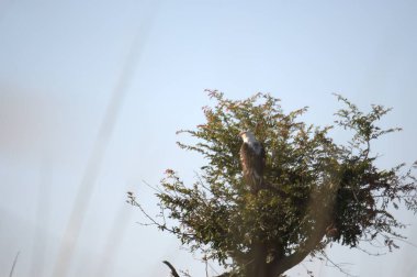 Gri balıkçıl ormanda