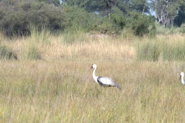 Güzel kuş vahşi doğada