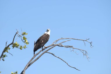 Ormandaki ağaçta tünemiş kel kartal