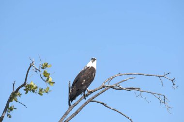 Vahşi doğada kel kartal.
