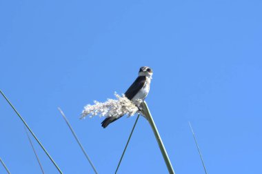Bir dalda bir kuş oturuyor