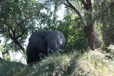 Afrika fili Kruger Ulusal Parkı, Güney Afrika