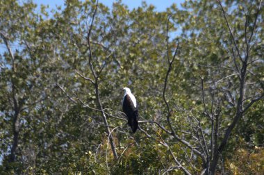 Kara kuş vahşi doğada