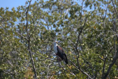 Ormanda bir ağacın dalında bir kuş oturuyor.