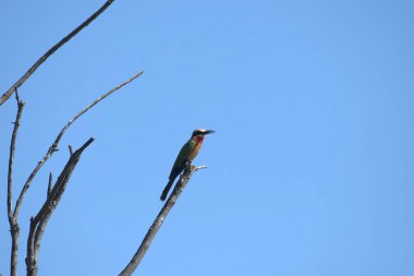 Bir ağacın dalındaki kuş.