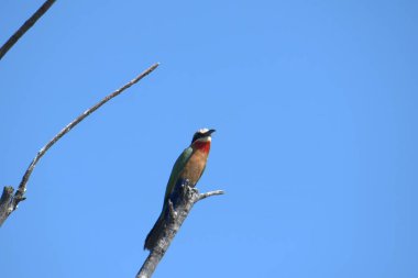 Ulusal parktaki bir dalda mavi-kırmızı göğüslü silindir (rurulus rubicus)