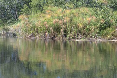 Ormanda güzel bir göl manzarası