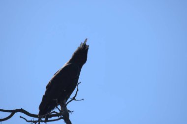 Güneş ışığının altındaki ağaçta bir kuşun yakın çekimi.