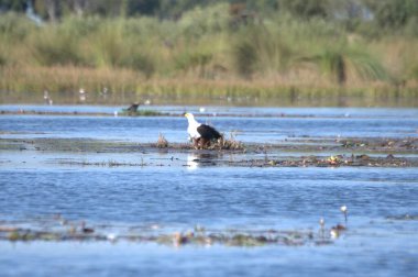 Büyük beyaz balıkçıl (ardea alba) Florida, ABD