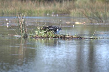 Sudaki güzel bir kuş.