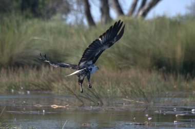 Siyah başlı kartal suda.