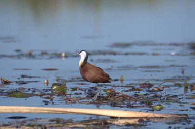 Göldeki bir kuşun yakın çekimi.