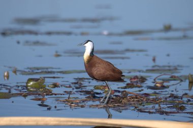 Büyük ibikli kuş, diktatörlük statüsü, gölde, suda, arka planda, doğa,