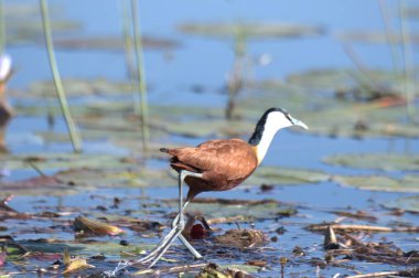 Büyük balıkçıl (ardea alba )
