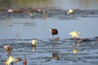 Büyük beyaz balıkçıl (ardea herodias )