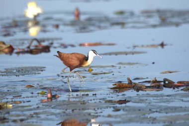 Büyük ibikli yaban ördeği, podiseps dikstatüsü, sudaki erkek kuş.
