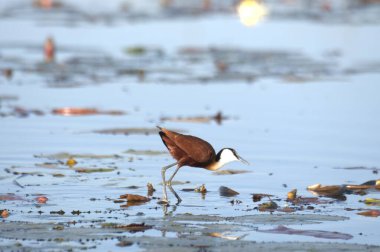 Suda siyah kuyruklu Godwit (limoza mosa) kuşu