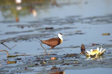 Sudaki küçük bir balıkçıl.