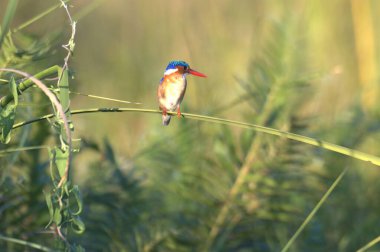 Parktaki bir ağacın dalındaki kuş.