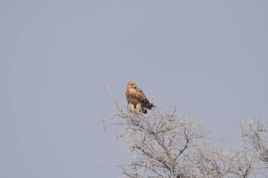 Gökyüzünde bir kuş