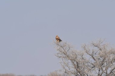 Kel kartal (haliaeetus ceceus cephalus) kış ormanında bir dala tünemiştir.