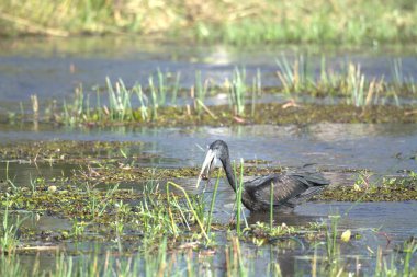 siyah balıkçıl suda