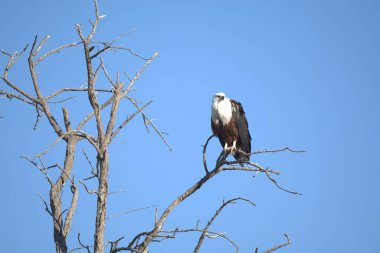 bir ağaç üzerinde kartal