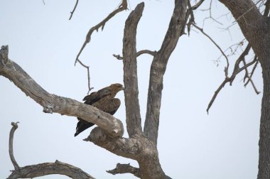 Kara Kartal ağaçta