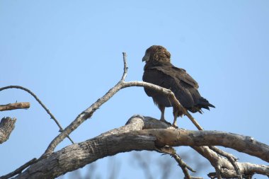 Kara Akbaba (buteo citeo )