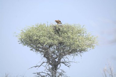 Kenya savanındaki Afrika Kartalı