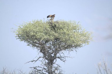 Gökyüzünde bir kuş uçuyor..