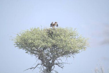 Büyük beyaz balıkçıl (parakroherodes heroensis) vahşi Afrika 'da,