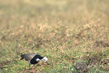 Bir kuş ormanda çimlerin üzerinde oturuyor.