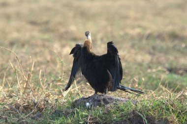 Kara-başlı kartal - haliaeetus cococous, Romanya 'nın Danube nehrinin çimlerinde
