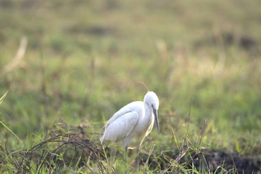 Çimlerde beyaz balıkçıl