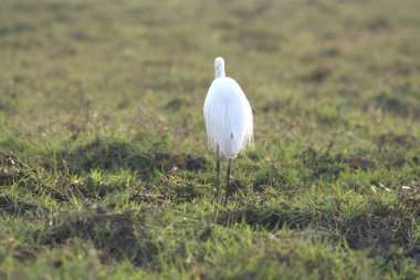 beyaz balıkçıl tarlada