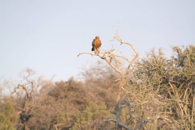 bir ağaç üzerinde kartal