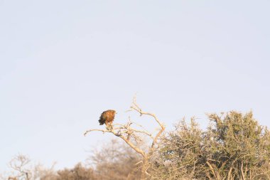 Ormandaki ağaçtaki bir kuş