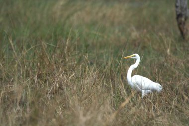 Parktaki çimlerde akbalıkçıl