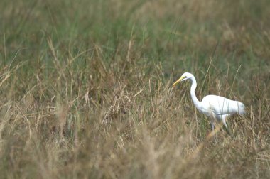 Otların arasında beyaz bir balıkçıl