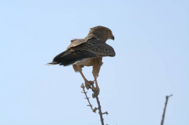 Altın kuyruklu şahin (ardea alba )